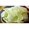 SUPER QUALITY FRESH CHINESE CABBAGE